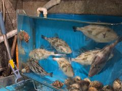-桂马·日本料理·海胆·海鲜饭·酒场(民主广场店)