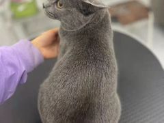 -欧奕国际动物医院