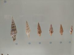 -青岛贝壳博物馆