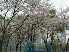 -西北湖绿化广场
