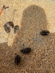 -萌宠亲子动物乐园(槐房万达店)