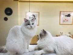 -滚猫咖啡·猫咖·猫友好撸猫(未来城店)