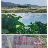 去过才推荐，济南长清五峰山樱桃采摘