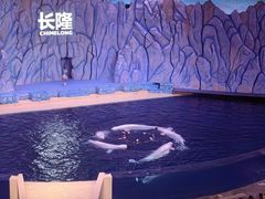 -珠海长隆海洋王国