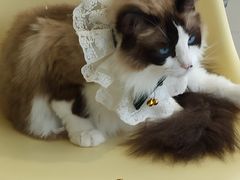 -怪兽屋·羊驼·猫咖·狗咖(俊华广场店)