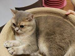 -猫爪爪原切自助烤肉(观音桥阳光世纪店)