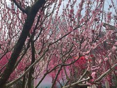 -雨花胜境