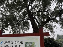 -青羊宫