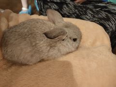 -猫猫幼稚园·撸猫·桌游·电玩