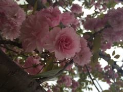 iphone_upload_pic-高东镇樱花园