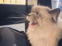 -猫十亿·布偶金渐层·曼基康矮脚猫舍(青年路店)