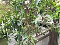 -茅庐·川粤精品私房菜(金沙遗址店)