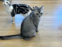 -有喵·猫咖·狗咖·30几只猫10只小狗(岗厦店)