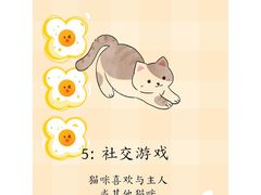 -猫十亿·布偶金渐层·曼基康矮脚猫舍(青年路店)