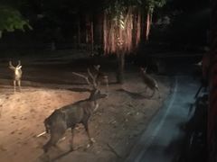 -清迈夜间动物园