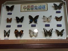 -上海大自然野生昆虫馆(东方明珠·爬宠昆虫探索中心)