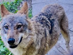 -沈阳森林动物园