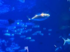 -鹿儿岛水族馆