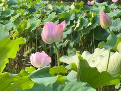 -陈家山荷花公园