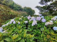 -鼓岭旅游度假区