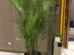 -苏州金鸡湖文博诺富特酒店