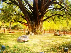 -千年银杏谷文化旅游区