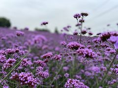 -紫颐香薰山谷景区