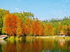 -深圳仙湖植物园