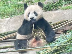 -都江堰中华大熊猫苑