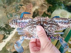 -阿弟特色海鲜餐厅·大排档(平潭店)