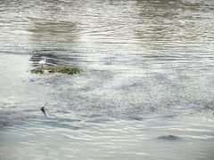 -南湖梦幻岛