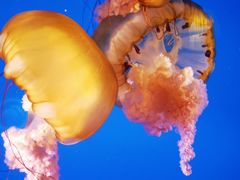 -太平洋海底世界