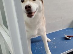 -宠福鑫康馨动物医院·骨科·眼科