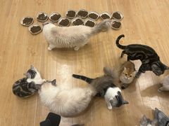 -有喵·猫咖·狗咖·30几只猫10只小狗(岗厦店)