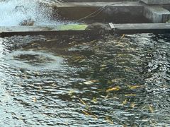 -天源渔港农庄