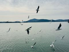 -无锡蠡湖国家湿地公园-蠡园