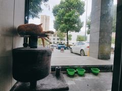-半岛宠物医院24小时(科华中路店)