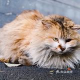 “共享领养”是什么骚操作 请确认好责任再来领养
