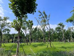 -上海滨江森林公园