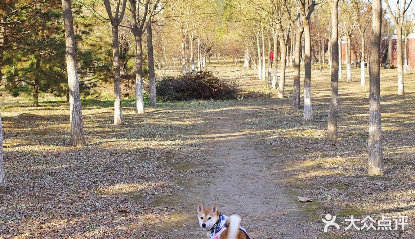 【太阳宫安馨花园】不用去郊区也有大草地