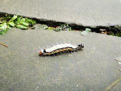 -都江堰中华大熊猫苑