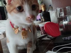 -艾吉宠物医院·疑难杂症转诊中心·猫友好(碧江路院)