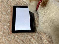 -纳吉亚猫专科动物诊疗中心(蒋宅口分院)