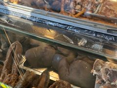 -洪记白水羊头(天坛店)