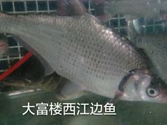 -八仔大富楼·河鲜(西江店)