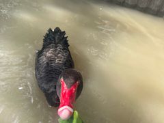 -上海野生动物园老虎餐厅