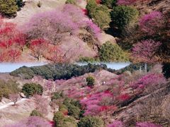 -新建村梅花