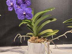 -北京植物园-展览温室