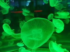-上海海昌海洋公园