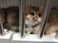 -东方名猫馆·英短金渐层布偶猫舍(环线广场1号楼店)